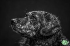 DSC7806-bewerkt-scaled